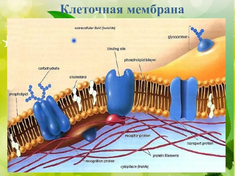 СТРОЕНИЕ КЛЕТКИ КЛЕТОЧНАЯ МЕМБРАНА. ЯДРО ). ). ). Клеточная мембрана