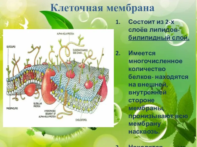 СТРОЕНИЕ КЛЕТКИ КЛЕТОЧНАЯ МЕМБРАНА. ЯДРО ). ). ). Клеточная мембрана Состоит из 2-х