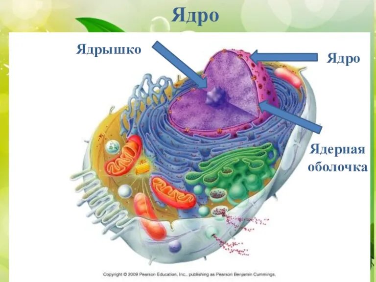 СТРОЕНИЕ КЛЕТКИ КЛЕТОЧНАЯ МЕМБРАНА. ЯДРО ). ). ). Ядро Ядро Ядерная оболочка Ядрышко