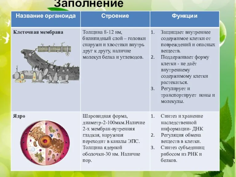 СТРОЕНИЕ КЛЕТКИ КЛЕТОЧНАЯ МЕМБРАНА. ЯДРО ). ). ). Заполнение таблицы