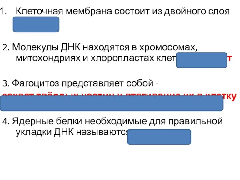 Клеточная мембрана состоит из двойного слоя липидов 2. Молекулы ДНК находятся в хромосомах,