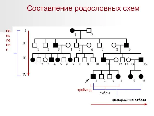 Составление родословных схем пробанд сибсы двоюродные сибсы поколения