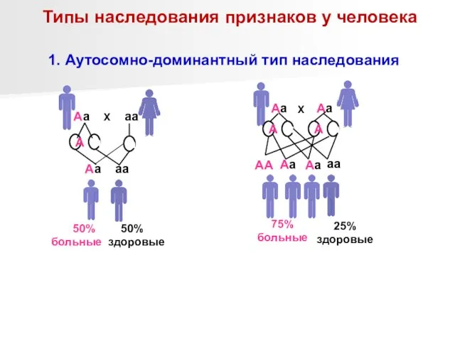 Типы наследования признаков у человека 1. Аутосомно-доминантный тип наследования