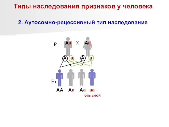 Типы наследования признаков у человека 2. Аутосомно-рецессивный тип наследования