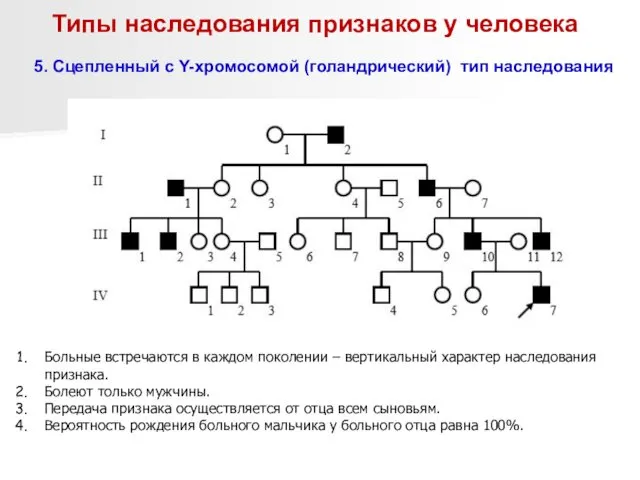 Типы наследования признаков у человека 5. Сцепленный с Y-хромосомой (голандрический)