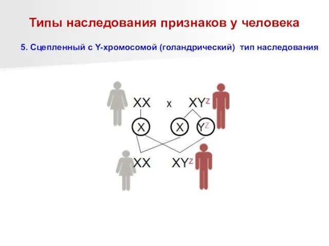 Типы наследования признаков у человека 5. Сцепленный с Y-хромосомой (голандрический) тип наследования