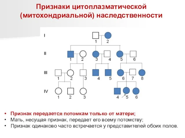 Признаки цитоплазматической (митохондриальной) наследственности Признак передается потомкам только от матери;