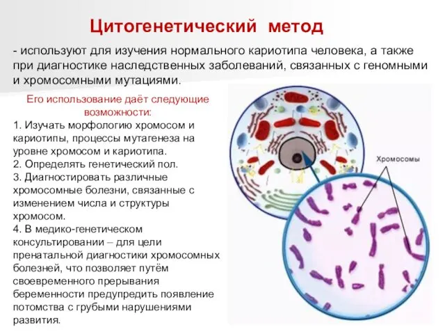 Цитогенетический метод - используют для изучения нормального кариотипа человека, а