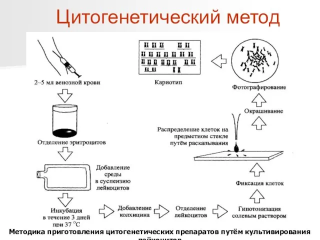 Цитогенетический метод Методика приготовления цитогенетических препаратов путём культивирования лейкоцитов