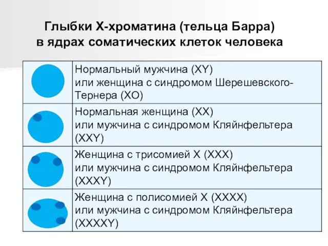 Глыбки Х-хроматина (тельца Барра) в ядрах соматических клеток человека