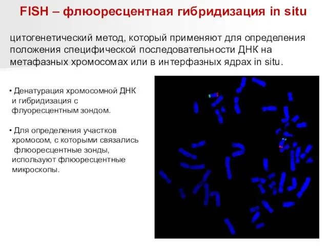 цитогенетический метод, который применяют для определения положения специфической последовательности ДНК