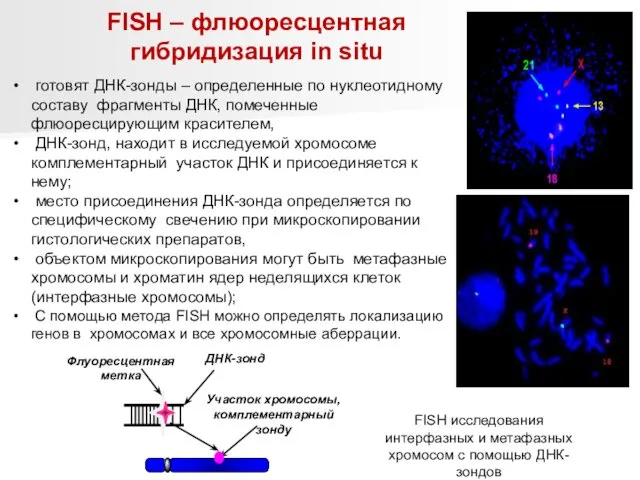 FISH исследования интерфазных и метафазных хромосом с помощью ДНК-зондов готовят