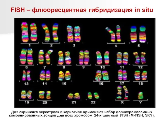 FISH – флюоресцентная гибридизация in situ Для скрининга перестроек в