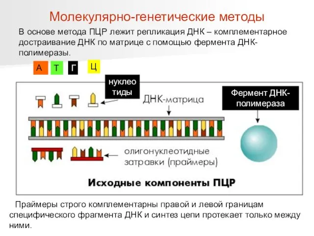 В основе метода ПЦР лежит репликация ДНК – комплементарное достраивание