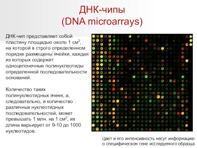 ДНК-чипы (DNA microarrays) Цвет и его интенсивность несут информацию о