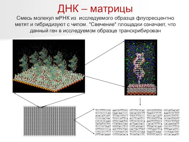 ДНК – матрицы Смесь молекул мРНК из исследуемого образца флуоресцентно