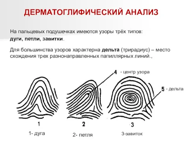 ДЕРМАТОГЛИФИЧЕСКИЙ АНАЛИЗ На пальцевых подушечках имеются узоры трёх типов: дуги,