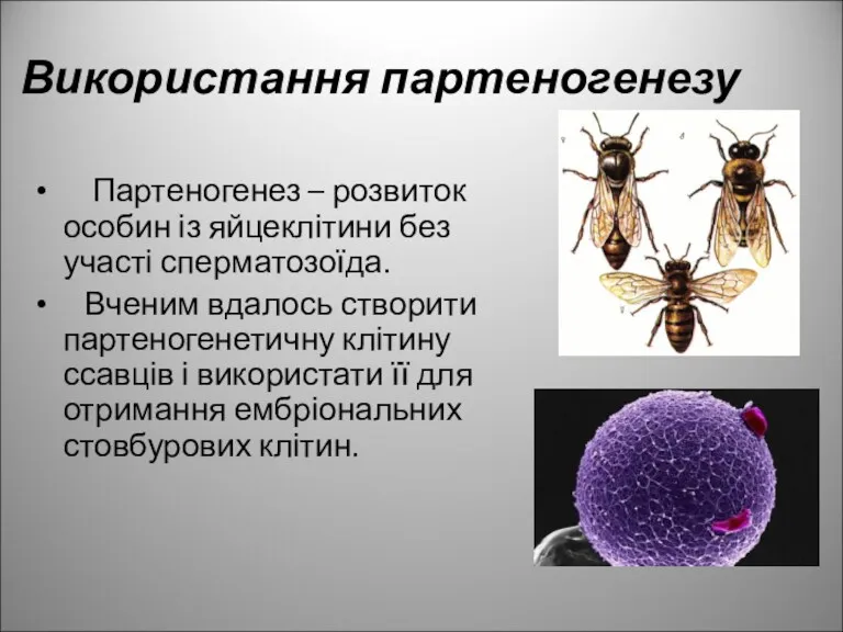 Використання партеногенезу Партеногенез – розвиток особин із яйцеклітини без участі