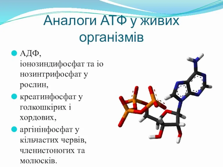 Аналоги АТФ у живих організмів АДФ,іонозиндифосфат та іонозинтрифосфат у рослин,