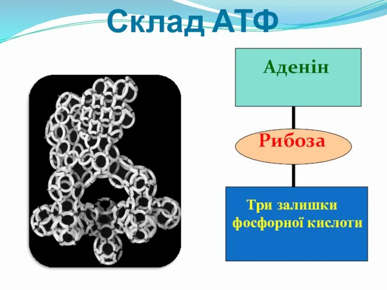 Склад АТФ Аденін Рибоза Три залишки фосфорної кислоти