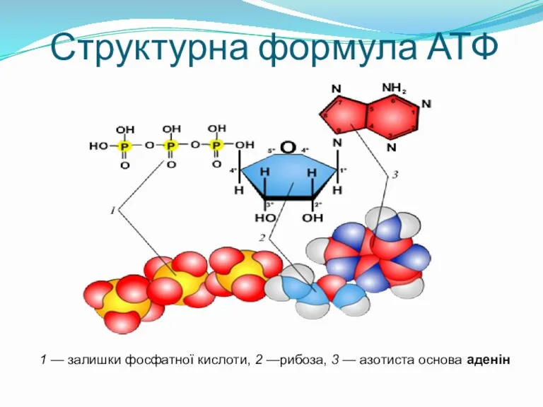 Структурна формула АТФ 1 — залишки фосфатної кислоти, 2 —рибоза, 3 — азотиста основа аденін