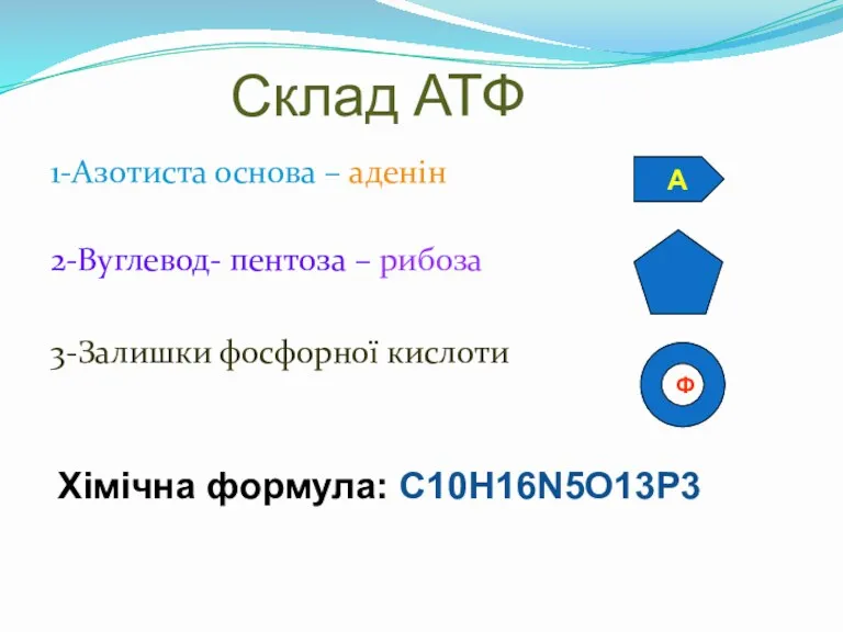 Склад АТФ 1-Азотиста основа – аденін 2-Вуглевод- пентоза – рибоза