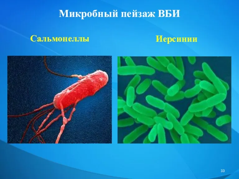 Микробный пейзаж ВБИ Сальмонеллы Иерсинии