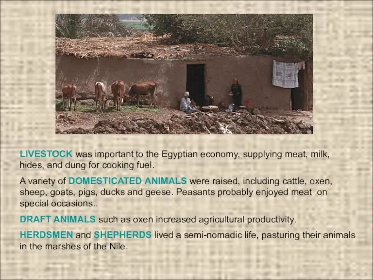 LIVESTOCK was important to the Egyptian economy, supplying meat, milk,