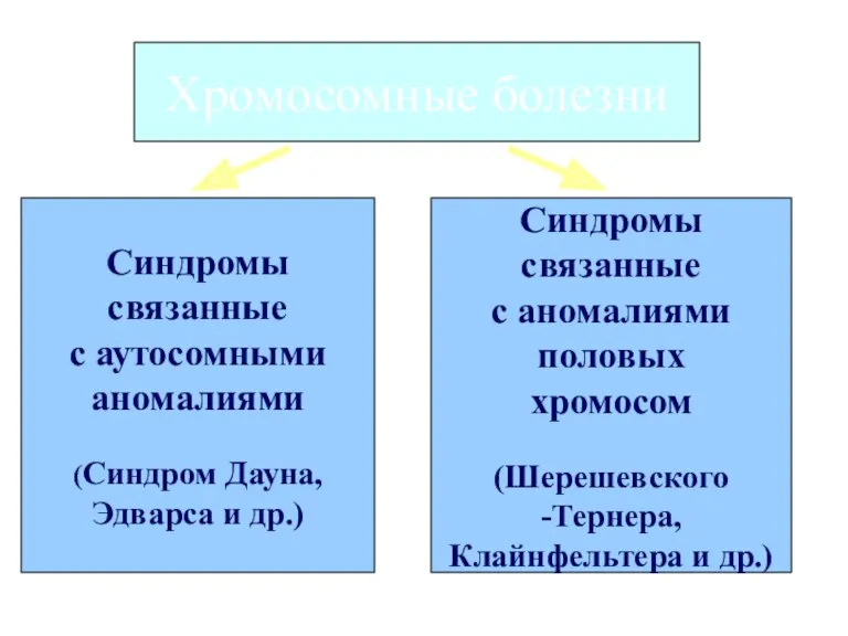 Хромосомные болезни Синдромы связанные с аутосомными аномалиями (Синдром Дауна, Эдварса