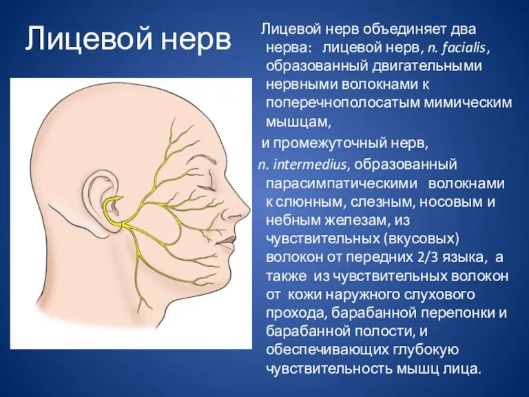Лицевой нерв объединяет два нерва: лицевой нерв, n. facialis, образованный