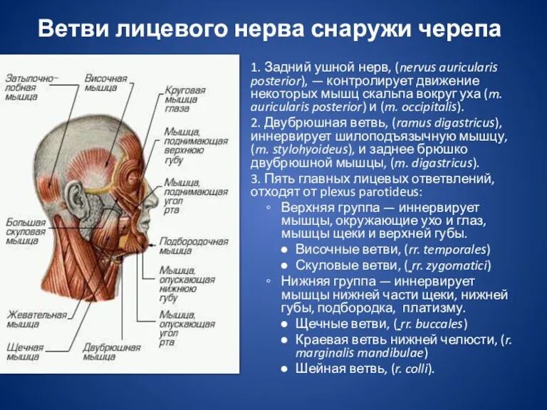 1. Задний ушной нерв, (nervus auricularis posterior), — контролирует движение