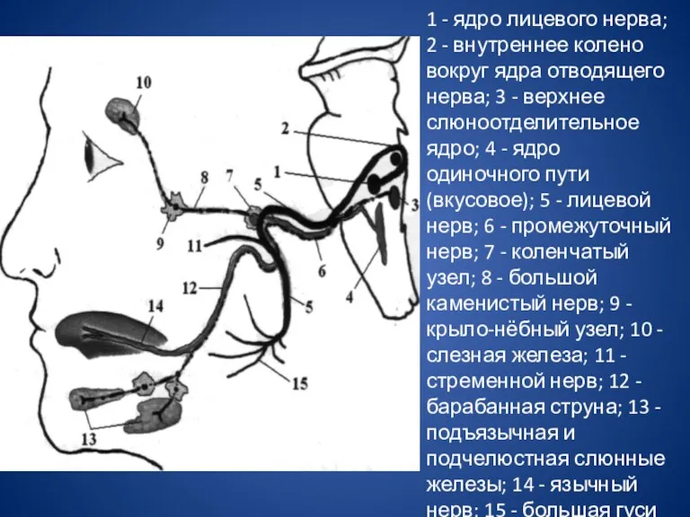 1 - ядро лицевого нерва; 2 - внутреннее колено вокруг