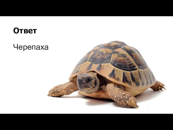 Ответ Черепаха