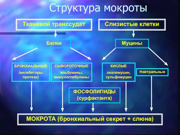 Структура мокроты Тканевой транссудат Слизистые клетки МОКРОТА (бронхиальный секрет + слюна)