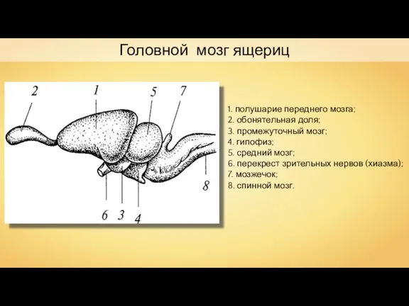 Головной мозг ящериц 1. полушарие переднего мозга; 2. обо­нятельная доля; 3. промежуточный мозг;