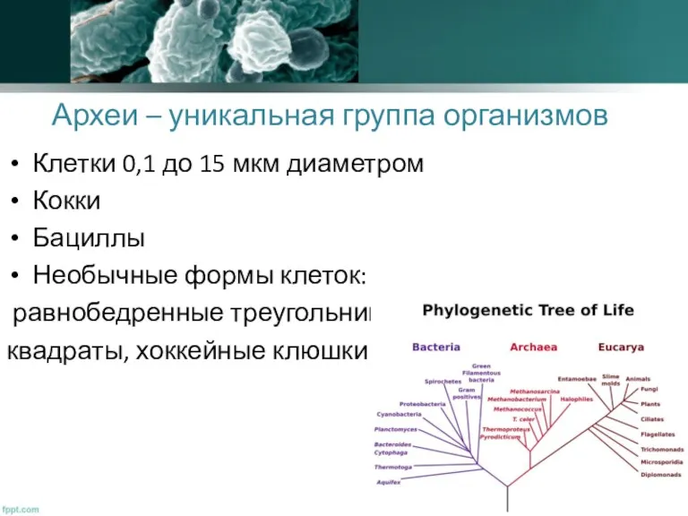 Археи – уникальная группа организмов Клетки 0,1 до 15 мкм