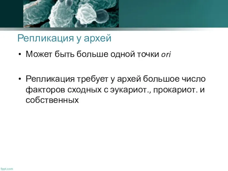 Репликация у архей Может быть больше одной точки ori Репликация