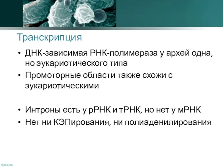 Транскрипция ДНК-зависимая РНК-полимераза у архей одна, но эукариотического типа Промоторные