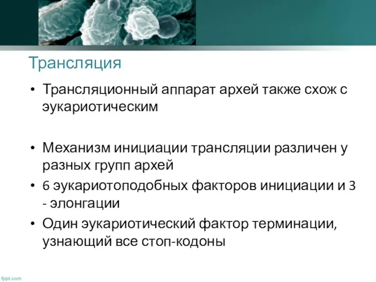 Трансляция Трансляционный аппарат архей также схож с эукариотическим Механизм инициации