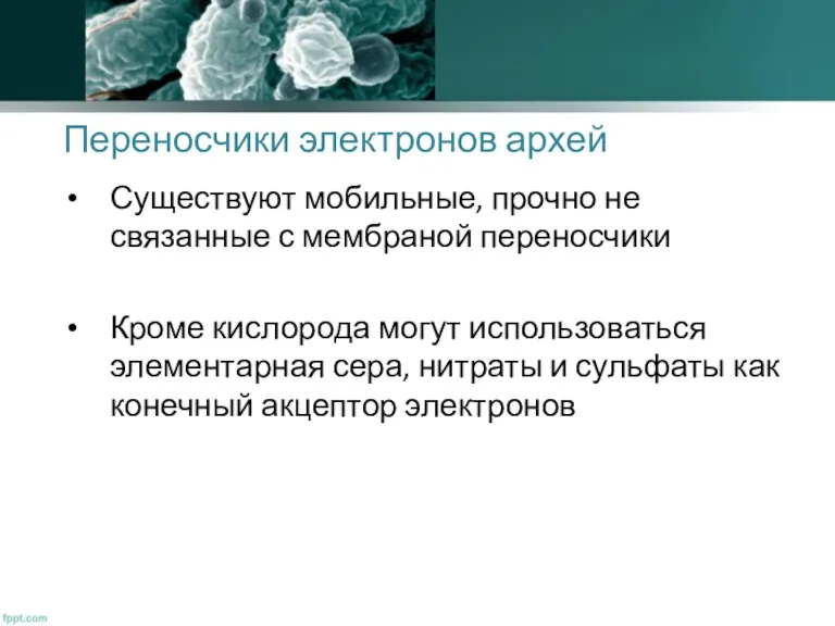 Переносчики электронов архей Существуют мобильные, прочно не связанные с мембраной