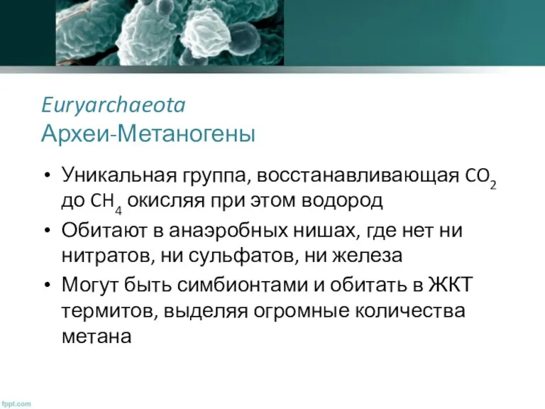 Euryarchaeota Археи-Метаногены Уникальная группа, восстанавливающая CO2 до CH4 окисляя при