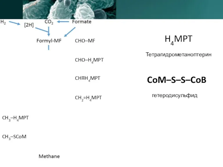 CHO–MF CHO–H4MPT CH≡H4MPT CH2=H4MPT CH3–H4MPT CH3–SCoM H4MPT CoM–S–S–CoB Тетрагидрометаноптерин гетеродисульфид