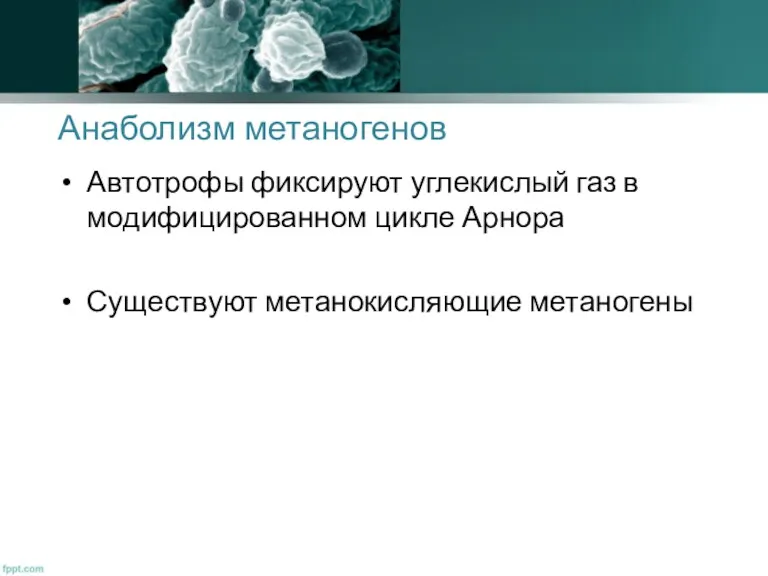 Анаболизм метаногенов Автотрофы фиксируют углекислый газ в модифицированном цикле Арнора Существуют метанокисляющие метаногены