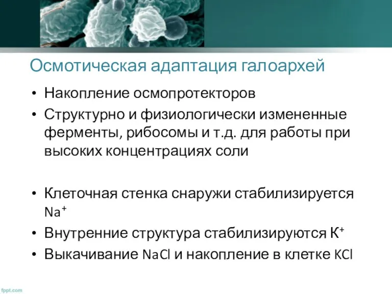 Осмотическая адаптация галоархей Накопление осмопротекторов Структурно и физиологически измененные ферменты,