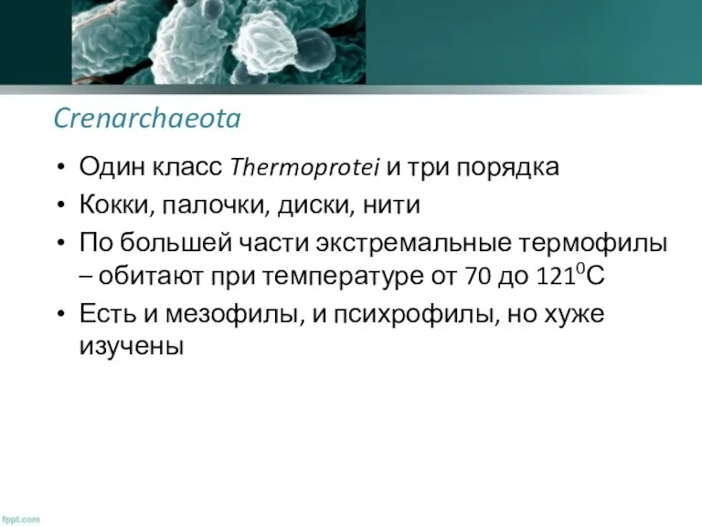 Crenarchaeota Один класс Thermoprotei и три порядка Кокки, палочки, диски,