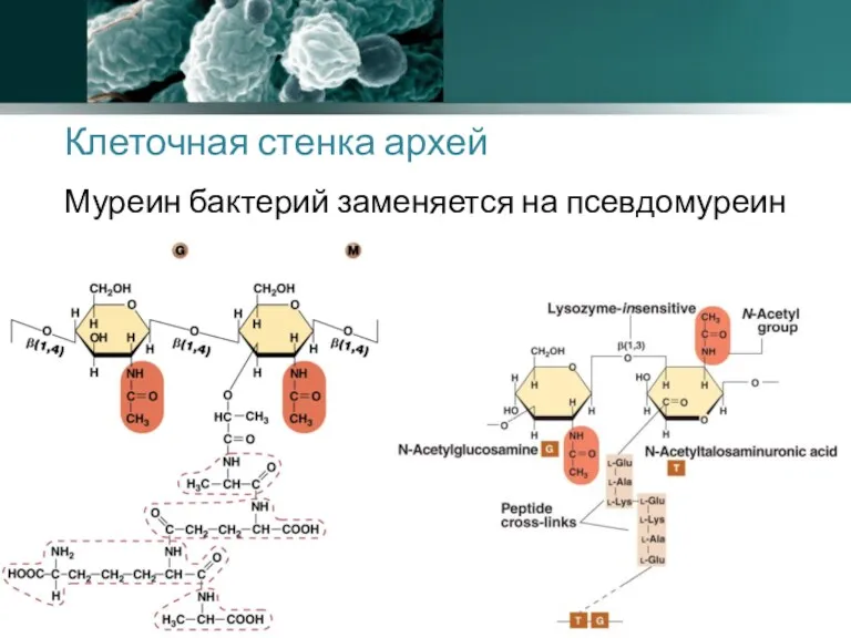 Клеточная стенка архей Муреин бактерий заменяется на псевдомуреин