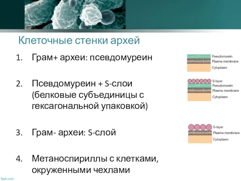 Клеточные стенки архей Грам+ археи: псевдомуреин Псевдомуреин + S-слои (белковые