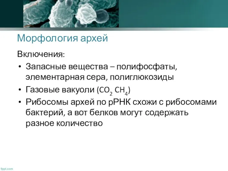 Морфология архей Включения: Запасные вещества – полифосфаты, элементарная сера, полиглюкозиды