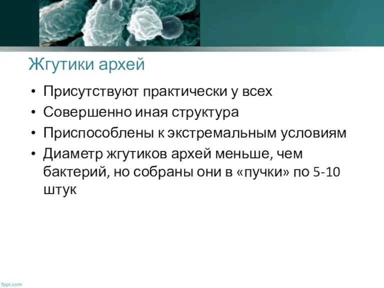 Жгутики архей Присутствуют практически у всех Совершенно иная структура Приспособлены