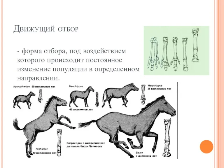 Движущий отбор - форма отбора, под воздействием которого происходит постоянное изменение популяции в определенном направлении.